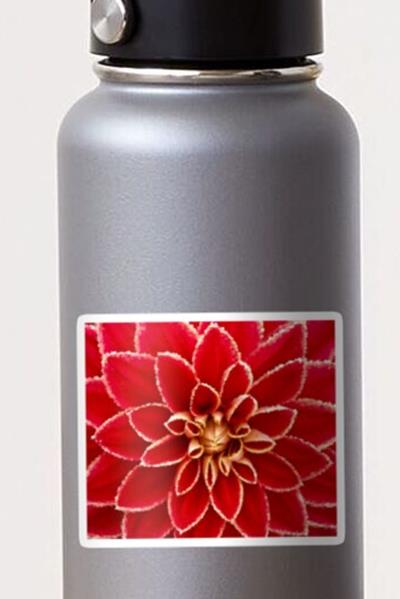 Big Red Dahlia