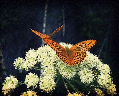 Butterflies on White Flowers