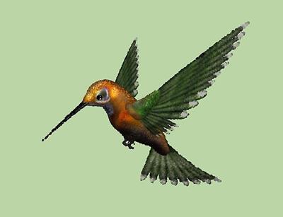 Green and Gold Hummingbird