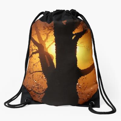 Sun Backlit Tree