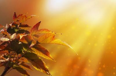 Sunlit Leaves