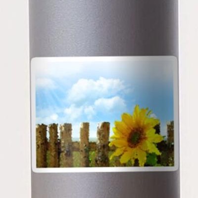 Sunny Sunflowers!