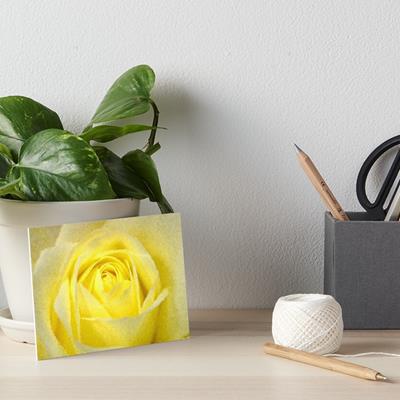 Yellow Rose